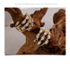 Delicate AAA Cubic Zirconia Luxury Stud Earrings
